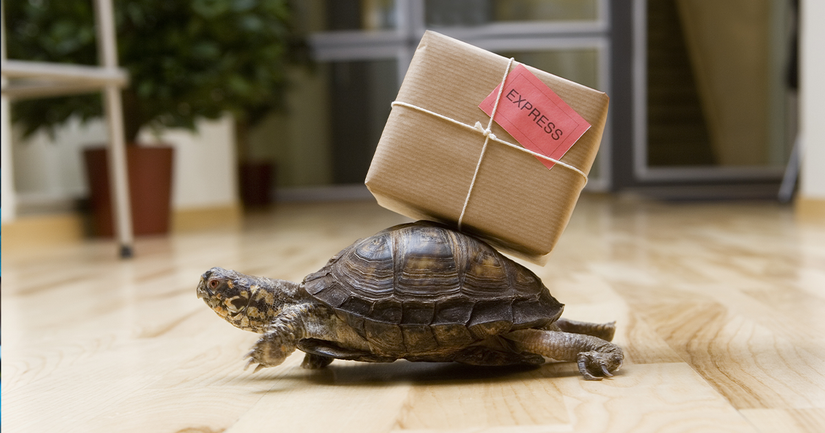 turtle crawling across a floor carrying a brown paper wrapped package on its back